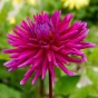 Dahlia Cactus Purple Gem (Dahlia Pinnata) 1x Top Quality Spring Planting Flower Bulb
