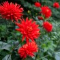 Dahlia Cactus Red Majorette (Dahlia Pinnata) 1x Top Quality Spring Planting Flower Bulb