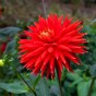 Dahlia Cactus Red Majorette (Dahlia Pinnata) 1x Top Quality Spring Planting Flower Bulb