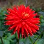 Dahlia Cactus Red Majorette (Dahlia Pinnata) 1x Top Quality Spring Planting Flower Bulb