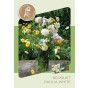 Dahlia 'White Onesta' (1 Bulb) and Wildflower 'Butterfly' Mix Seeds