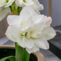 Amaryllis Arctic Nymph Gift Box (1 Large 28/30cm Pre-Potted Bulb) Hippeastrum Ready for Planting Now in UK Indoor Flowering Christmas Garden Gift