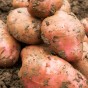 Desiree Seed Potatoes - 20KG