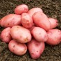 Desiree Seed Potatoes - 20KG