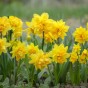 Double Tete a Tete Daffodil Bulbs (16 bulbs) - Dwarf Daffodils by Jamieson Brothers