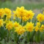 Double Tete a Tete Daffodil Bulbs - Dwarf Daffodils by Jamieson Brothers