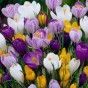 Crocus Bulbs - Large Flowering Mixed (18 bulbs) by Jamieson Brothers® 