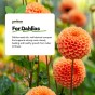 Dahlia Planting Compost 6 Months Feed Designed to maximise roots and dahlia growth By Jamieson Brothers