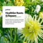 Dahlia Planting Compost 6 Months Feed Designed to maximise roots and dahlia growth By Jamieson Brothers