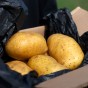 Melody Eating Potatoes - The Perfect Cooking Potatoes for Baking, Boiling, Chipping, Mashing & Roasting