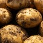 Duke of York Seed Potatoes - 2KG
