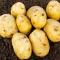 Duke of York Seed Potatoes - 20KG