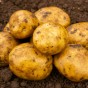 Dunluce Seed Potatoes - 2KG