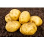 Dunluce Seed Potatoes