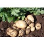 Accord Seed Potatoes