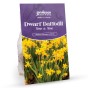 Spring Dwarf Flowering Bulbs  (Approx. 158 Bulbs ) Mix by Jamieson Brothers®