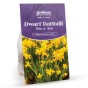 Muscari & Tete a Tete Dwarf Daffodil Bulbs  - Big Mix (180 bulbs) by Jamieson Brothers® 
