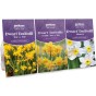 Dwarf Daffodils Bundle (52 Bulbs) Including Tete a Tete, Double Tete a Tete & Minnow Bulbs Ready for Planting Now in UK Autumn Outdoor Gardens
