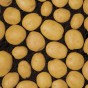 Albert Bartlett Elfe Seed Potatoes - 2KG net (approx 20-25 tubers)