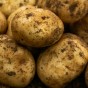 Epicure Seed Potatoes - 25KG