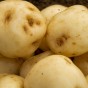 Epicure Seed Potatoes - 25KG