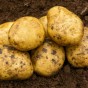 Estima Seed Potatoes - 2KG