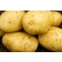 Estima Seed Potatoes