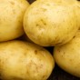 Estima Seed Potatoes - 20KG
