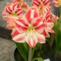 Amaryllis Clown Pre-Potted Bulb Gift Box – 1 Large 28/30cm Hippeastrum in Decorative Box | Indoor Flowering Christmas Gift