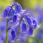 English Bluebells (30 bulbs) - by Jamieson Brothers® 