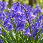 English Bluebells (30 bulbs) - by Jamieson Brothers® 