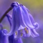 English Bluebells (30 bulbs) - by Jamieson Brothers® 