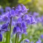 English Bluebells (30 bulbs) - by Jamieson Brothers® 