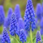 Muscari Blue Blends Spring Flowering Bulbs