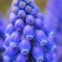 Muscari Blue Blends Spring Flowering Bulbs