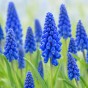 Muscari Blue Blends Spring Flowering Bulbs