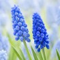 Muscari Blue Blends Spring Flowering Bulbs