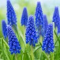 Muscari Blue Blends Spring Flowering Bulbs