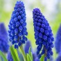 Muscari Blue Blends Spring Flowering Bulbs