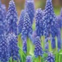 Muscari Blue Blends Spring Flowering Bulbs