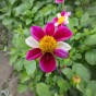 Dahlia Smarty (1 Bulb)