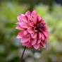 Dahlia Night Silence (1 Bulb)