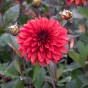 Dahlia Danique (1 Bulb)