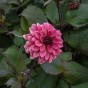 Dahlia Night Silence (1 Bulb)