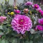 Dahlia Dark Crystal (1 Bulb)