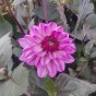 Dahlia Dark Crystal (1 Bulb)