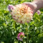 Dahlia Lady Darlene (2 Bulbs)