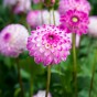 Dahlia Pink Isa (1 Bulb)