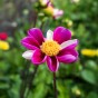 Dahlia Smarty (1 Bulb)