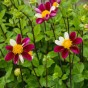 Dahlia Smarty (1 Bulb)